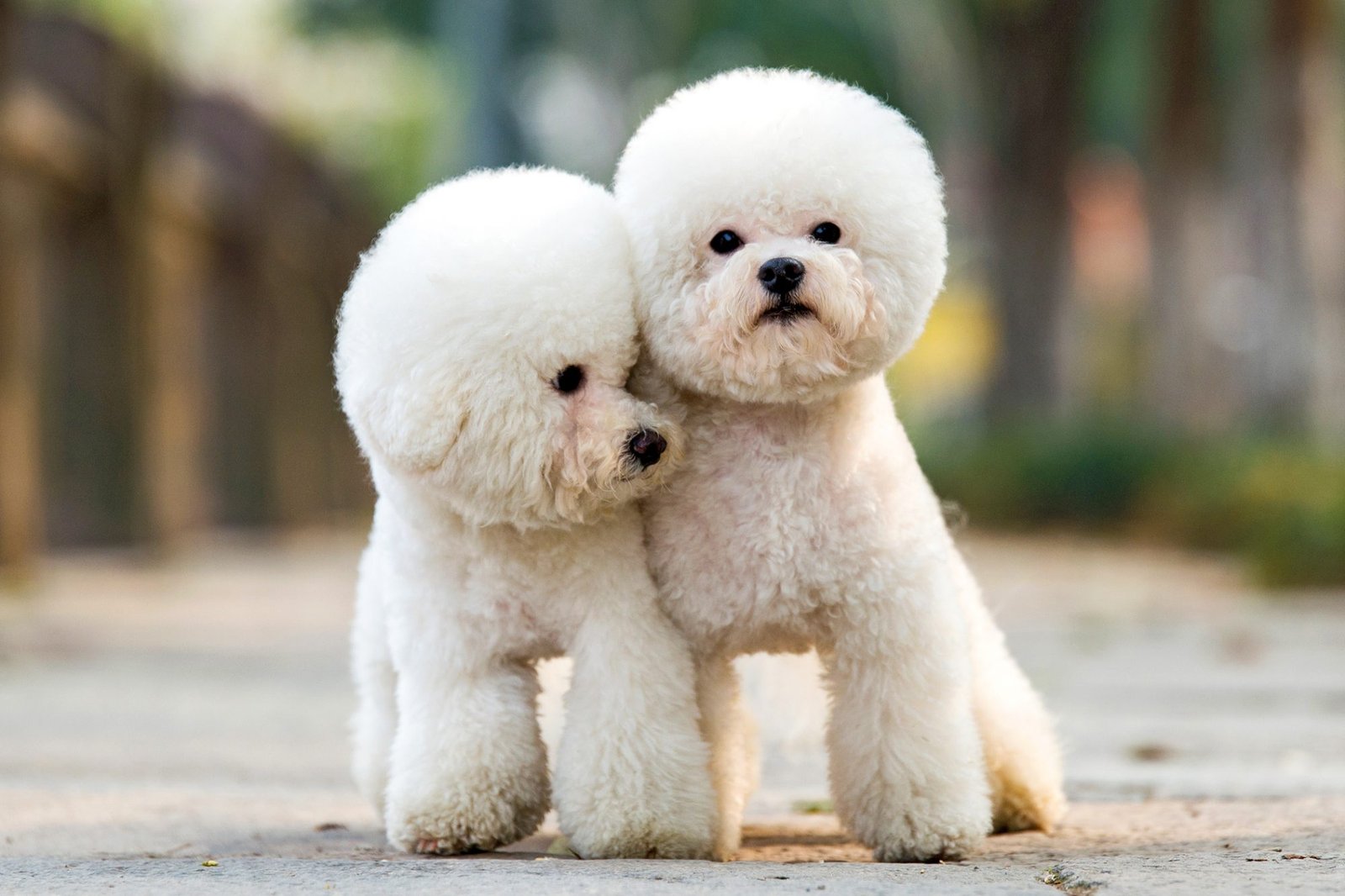 toy poodle