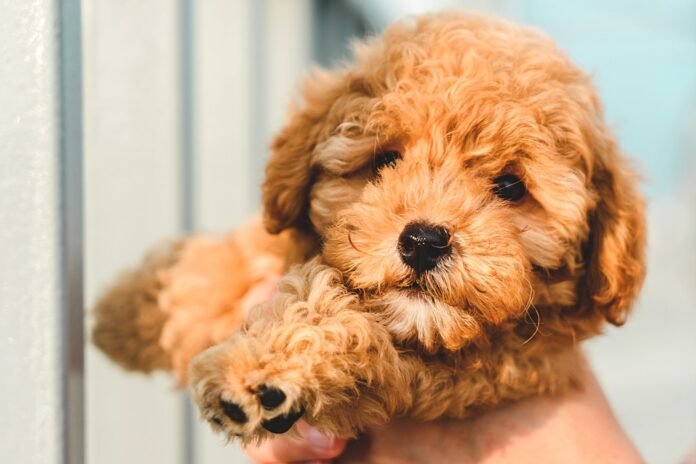 toy poodle