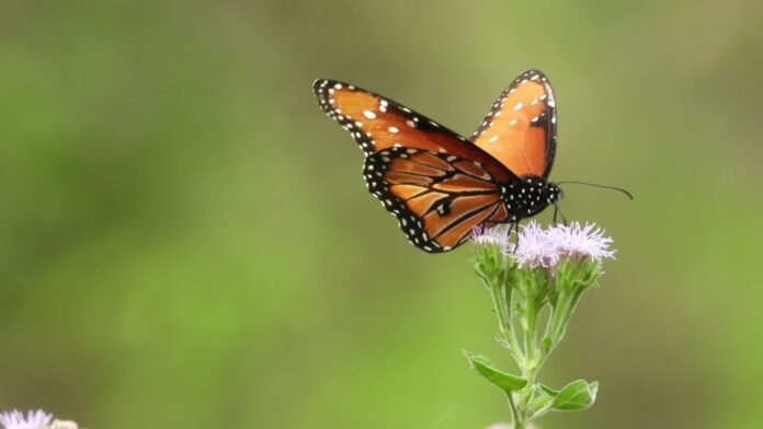 Butterflies